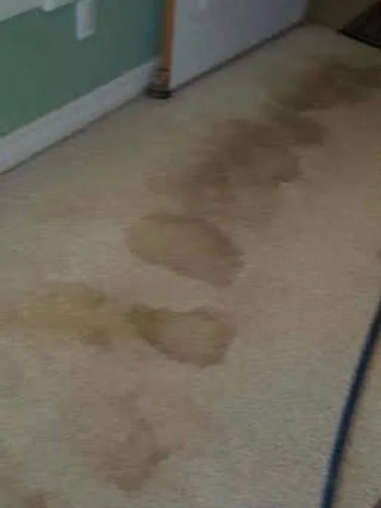 Before: a pale carpet with a trail of brown stains beside a doorway